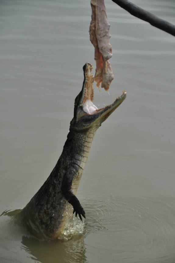 Jacaré se esforça para pegar um naco de carne em rio no Hato El Cedral, na região dos llanos venezuelanos, perto da cidade de Mantecal
